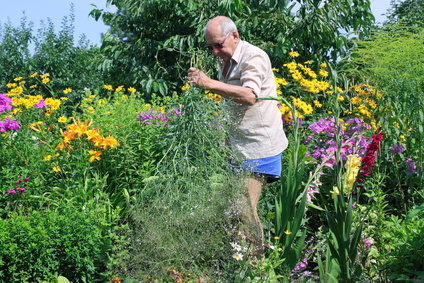 ordentlicher Garten