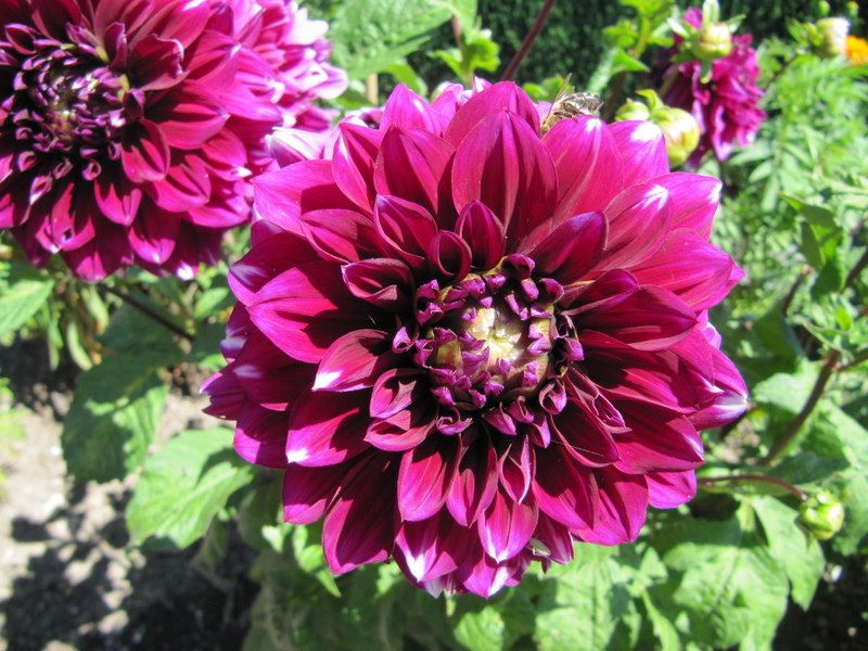 Kleingartenverein Einigkeit e.V. Greiz Blumenzauber