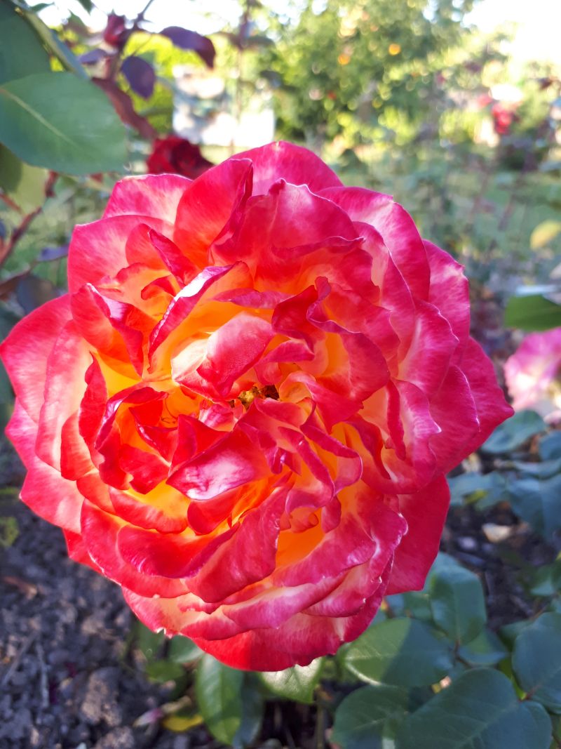 Kleingartenverein Einigkeit e.V. Greiz Blumenzauber