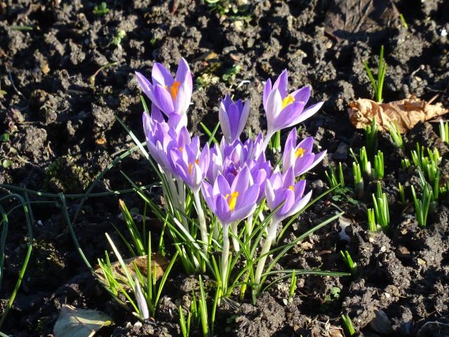 krokus1.jpg