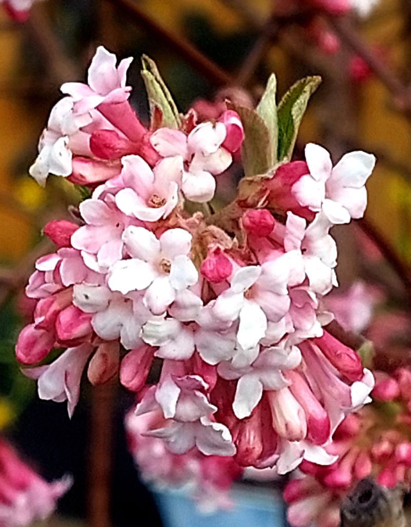 fr-hlingsfarben1.jpg