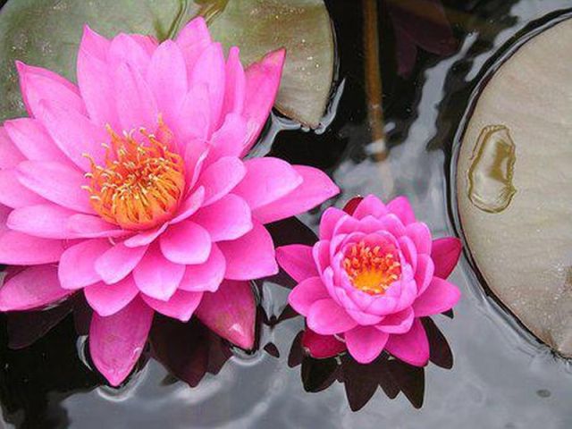seerose1.jpg