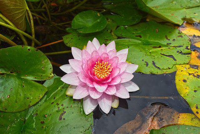 seerose5.jpg
