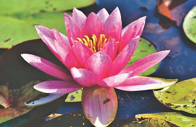 seerose6.jpg