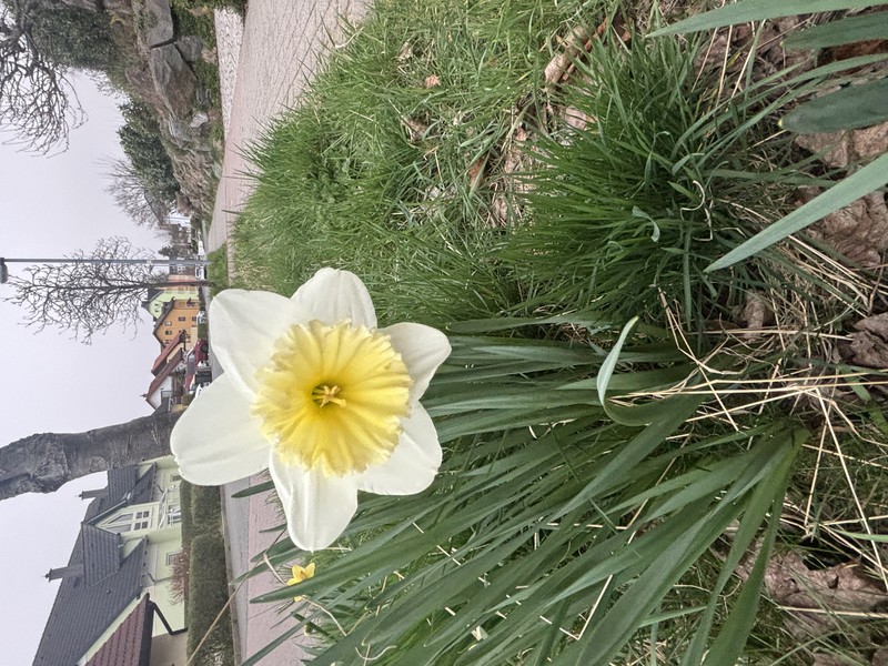 blumen.jpeg