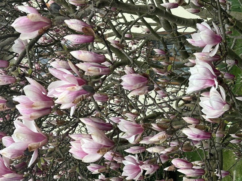blumen1.jpeg