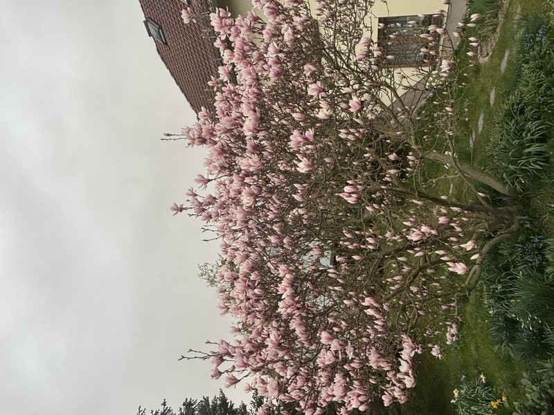 blumen2.jpeg
