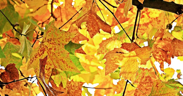 chestnut-leaves-1655915-640.jpg