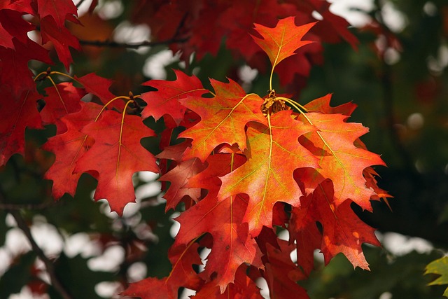 orange-3705550-640.jpg
