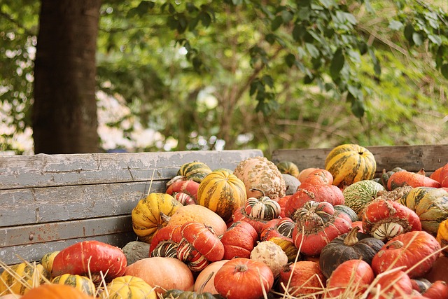 pumpkins-7545052-640.jpg
